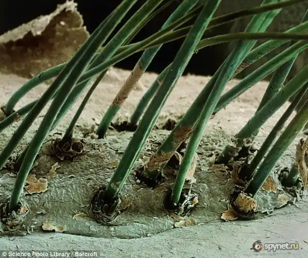 Такой макросъемки вы не видели