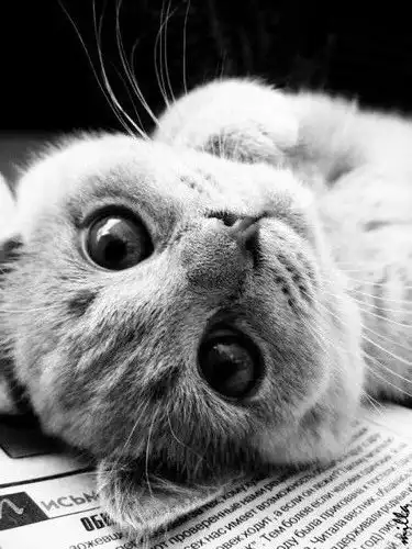 Красивые черно-белые картинки ( 60  фото )