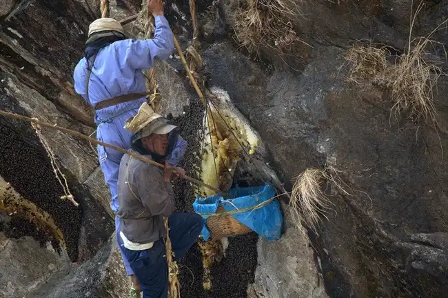 Охотники за гималайским мёдом