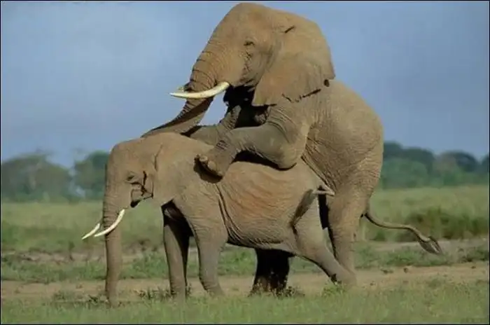 Тем временем в мире животных
