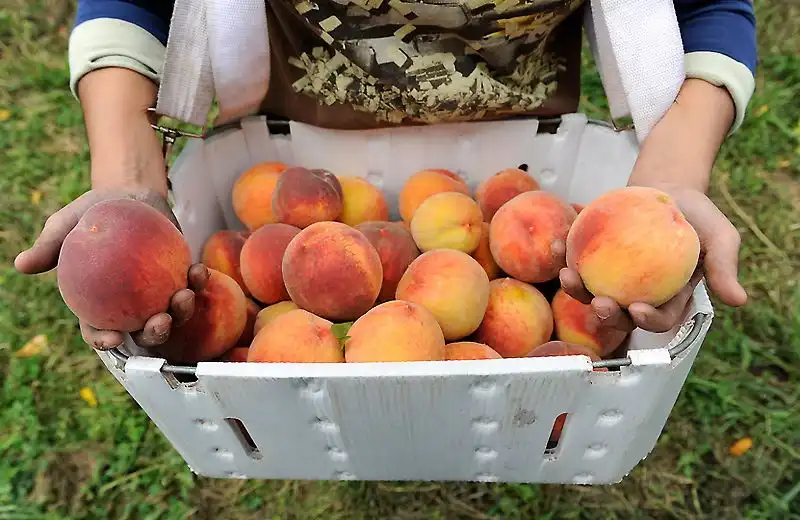 Как делают персиковый бренди