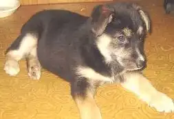 3 щеночка в возрасте 2 месяца.