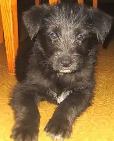 3 щеночка в возрасте 2 месяца.