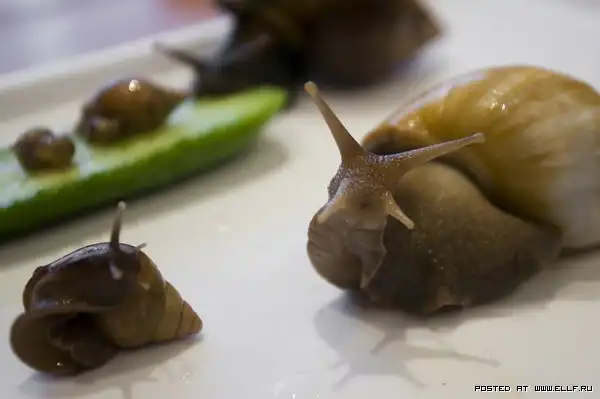 Забавные улитки