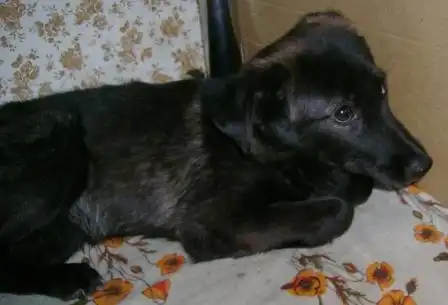 Милая Расита