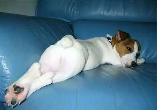 Собаки под кайфом