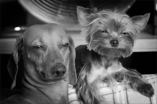 Собаки под кайфом