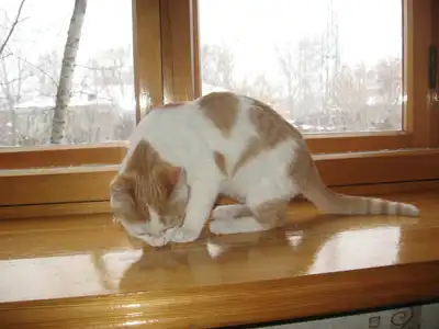 Котенок ищет дом!