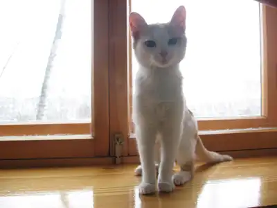 Котенок ищет дом!