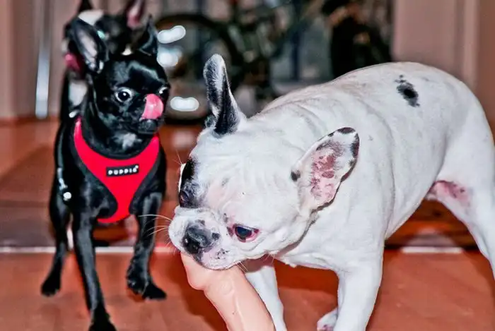 Эти забавные животные