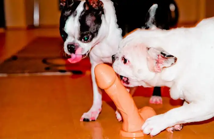 Эти забавные животные