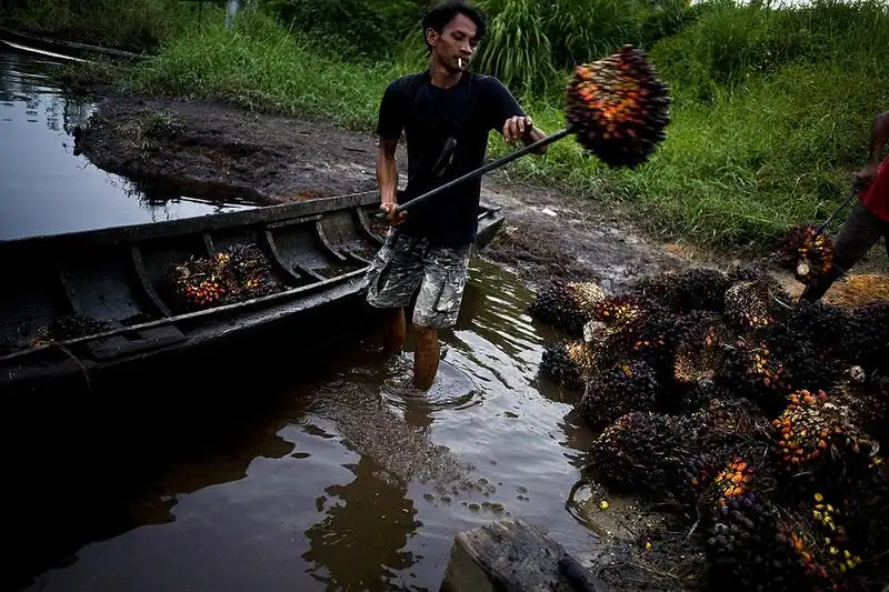 Уничтожение лесов на Суматре
