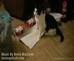 Как правильно упаковывать кота)