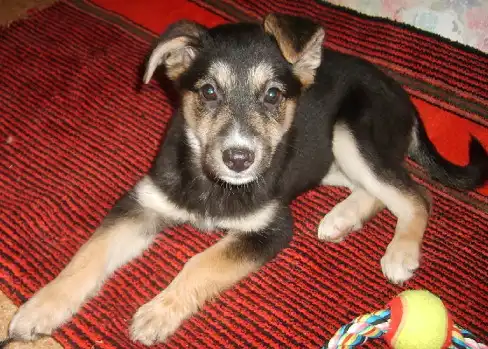 Щенок-девочка 2,5 мес.