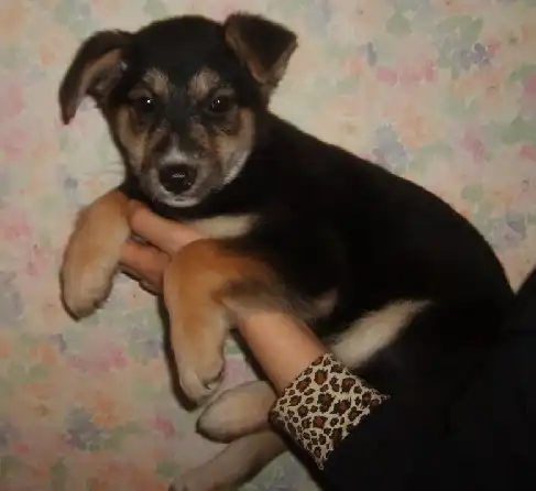 Щенок-девочка 2,5 мес.