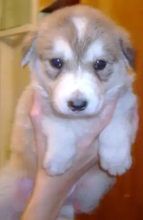 отдадим Крупных щенков в любящие руки.