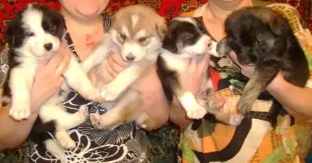 отдадим Крупных щенков в любящие руки.