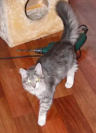 Котенок Марик ищет дом