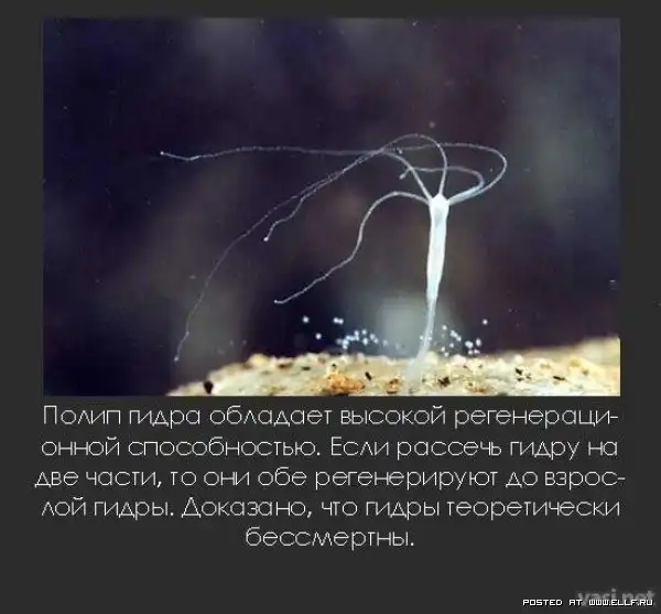 Интересные факты