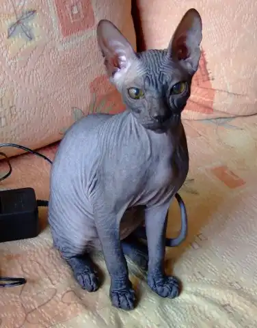 uCrazy.Ru Версия для печати Потерялась беременная кошка