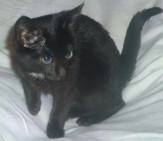 Грациозная чёрная кошечка 2-2,5 м.