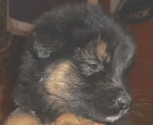 Декоративные щенки