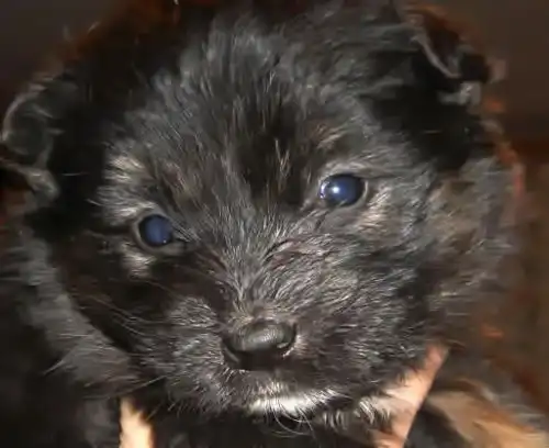 Декоративные щенки