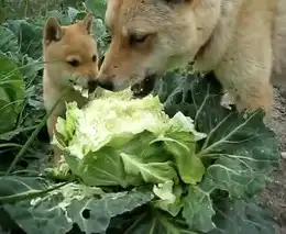 Собаки едят капусту
