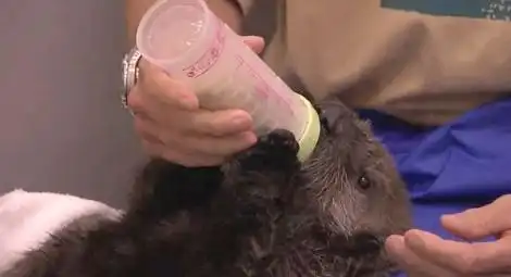 Новорожденные зверушки