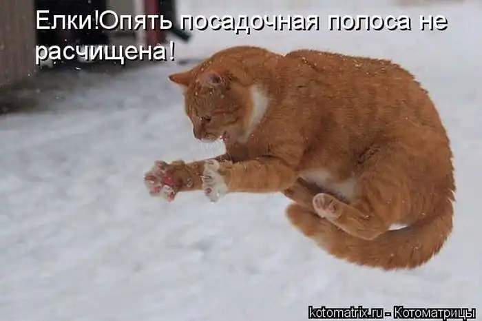 Лучшие котоматрицы недели