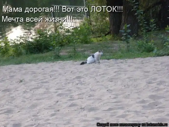 Лучшие котоматрицы недели