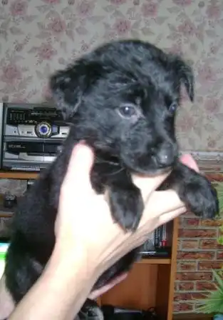 Средний комнатный щеночек-девочка Зара