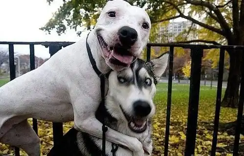 Милые животные