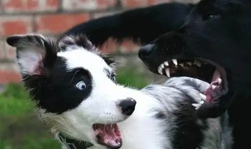 Милые животные