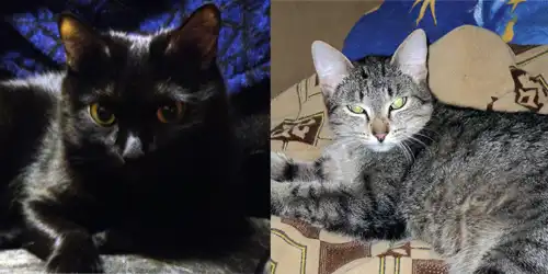 Две кошечки ищут хозяев