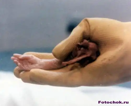 Могли бы жить...