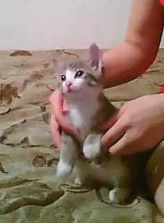 Отдам котенка в добрые руки