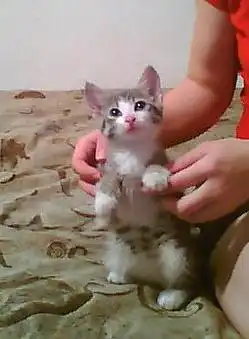 Отдам котенка в добрые руки