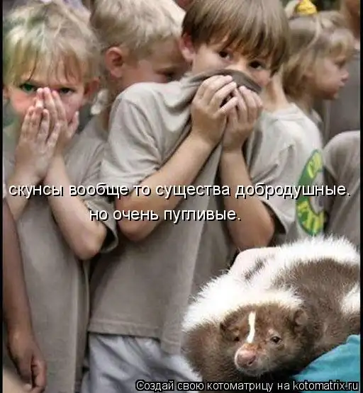 котоматрицы...!!