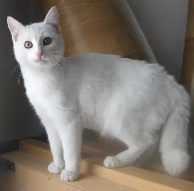 Белый-белый котик!