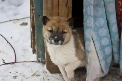 Пятеро щенков ищут тёплый дом
