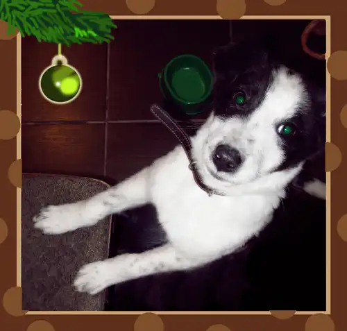 Щеня-Веня-чудо-пёс!