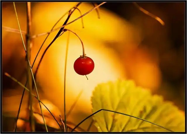 Макро съёмка