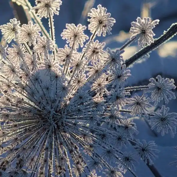 Макро съёмка