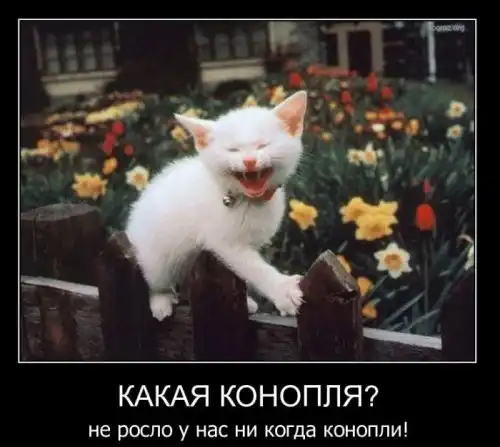 Картинки в черных рамках