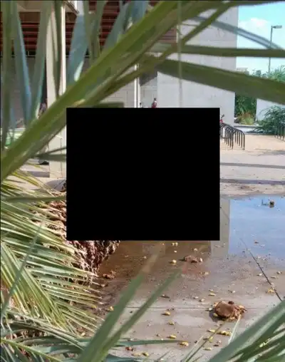 Пальма против автомобиля