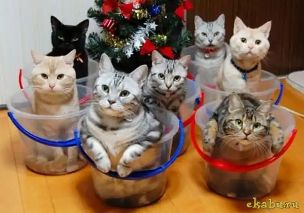 Где хранить котэ в зимний период