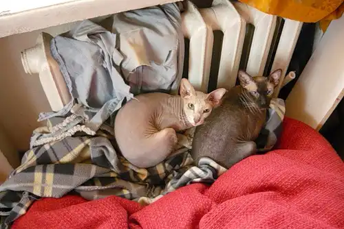 Где хранить котэ в зимний период