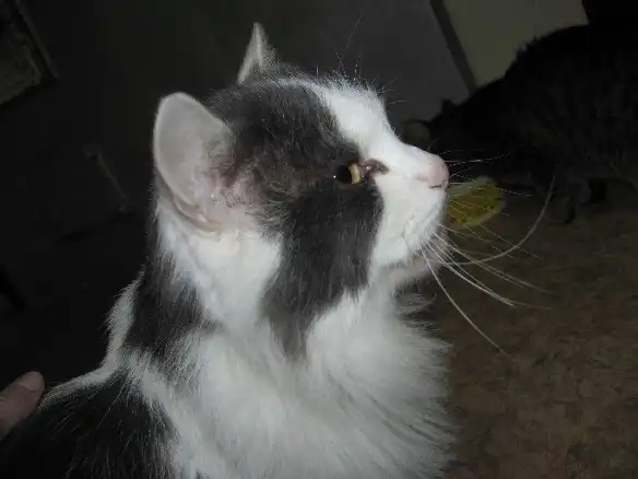 Красивый пушистый котик ищет хозяина!