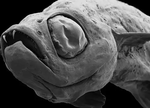 Подводные монстры